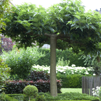 Шелковица платанолистная Бесплодная купить