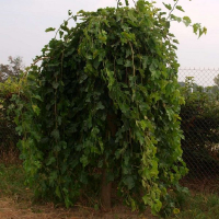 Шелковица белая плакучая купить