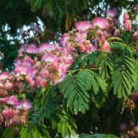 Альбиция ленкоранская купить