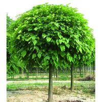 Катальпа бігнонієподібна Нана купить