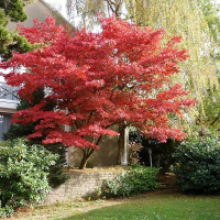 Клен віяловий Red Emperor купить