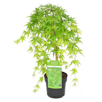 Клен веерный Рюсен на штамбе купить