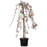 Яблоня Роял Бьюти купить