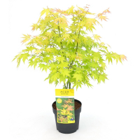 Клен веерный Орандж Дрим купить