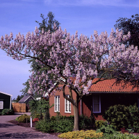 Павловния, 3 м купить