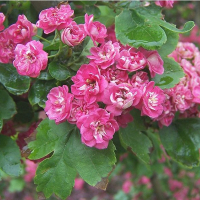 Боярышник Пауль Скарлет купить