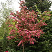 Глід середній Пауль Скарлет купить
