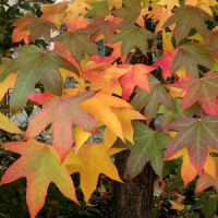 Ликвидамбар смолоносный купить