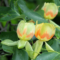 Лириодендрон купить