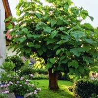 Павловния, 1,5 м купить