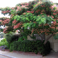 Альбіція ленкоранська купить