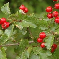 Боярышник колючий Пауль Скарлет купить