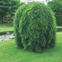 Софора японская плакучая купить