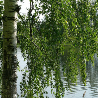 Береза, 4 м купить