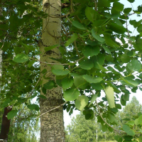 Осина, 3,5 м купить