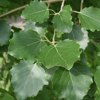 Осина купить