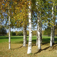 Береза, 3 м купить