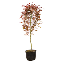 Бук лесной Пурпуреа Пендула купить