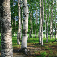 Береза, 1,8 м купить