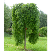 Софора японская плакучая купить