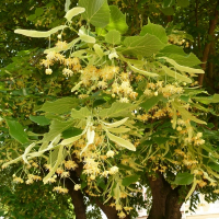 Липа, 2 м купить