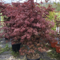 Клен веерный (пальмолистный) Бладгуд купить