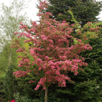 Боярышник Пауль Скарлет купить