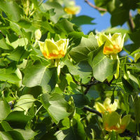 Лириодендрон тюльпановый купить