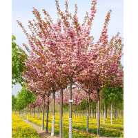 Сакура мелкопильчатая Канзан купить