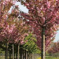 Сакура дрібнопильчаста Канзан купить