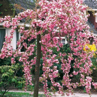 Сакура дрібнопильчаста Кіку-Шідаре купить