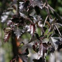 Береза плакучая Пурпуреа купить