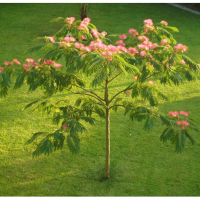 Альбіція купить