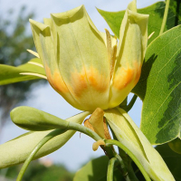 Лириодендрон Aureomarginatum купить