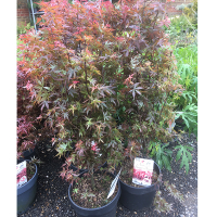 Клен віяловий Скітерс Брум купить