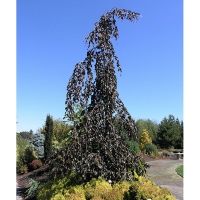 Бук лісовий Фіолетовий фонтан купить