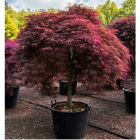 Клен віяловий Inaba Shidare (Інаба Шідаре) купить