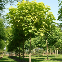 Катальпа 1,5 м купить
