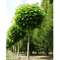 Катальпа бигнониевидная Нана купить