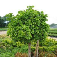 Гинкго двулопастный купить