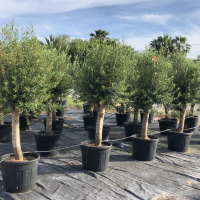 Олива европейская купить