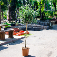 Олива європейська купить