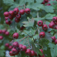 Глід середній Пауль Скарлет купить