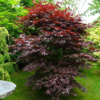 Клен веерный (пальмолистный) Бладгуд купить