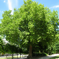 Платан клёнолистный купить