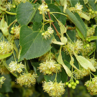 Липа купить