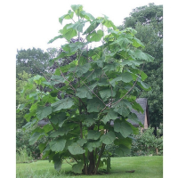 Павлівня 1,7 м купить