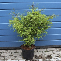 Бук європейський Мерседес купить