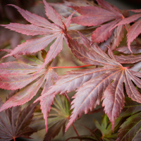 Клен веерный Тромпенбург купить