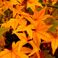 Клен веерный Укигумо купить